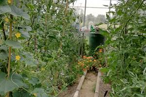 Jardin 7