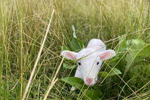 Labouroume, chambre à la ferme