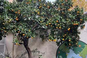 Oranger dans le jardin