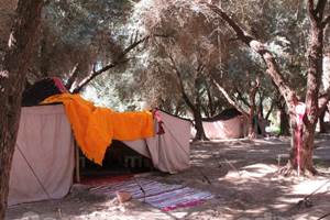 Les tentes khaimas sont espacées  entre les oliviers