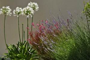 Plantes