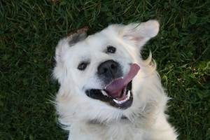 chien