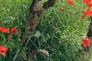 Les coquelicots du jardin