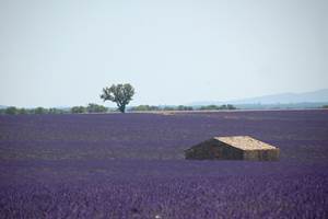 Champ de lavande à Valensole