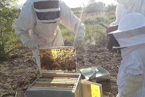 Ateliers autour des abeilles