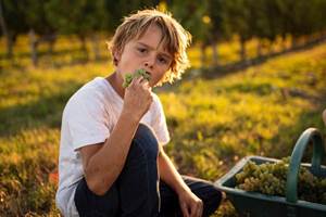 Château Haut Bourcier, Blaye Côtes de Bordeaux, Agriculture en HVE3