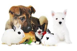 Animaux