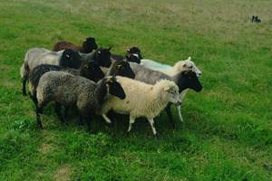 Moutons en eco paturage dans le parc des avril 2025