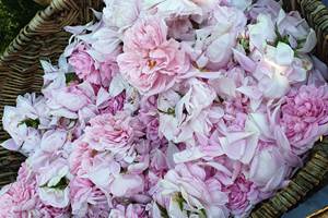 Rose-distillation-eau-florale-bretagne-loire-atlantique-koantiz