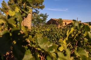 Domaine des Peirecedes-0095