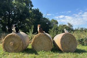 Les 3 Mousquetaires Du Gré du Vent