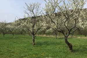 Verger en fleurs