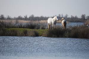 Chevaux de Camargue