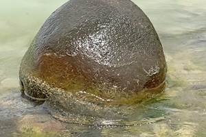 Serenite-calme-apaisement-nature-l-or-des-caraibes-sainte-anne-guadeloupe