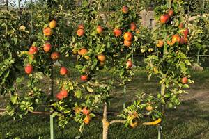POMMIERS EN ESPALIER DANS LES VERGERS-POTAGERS