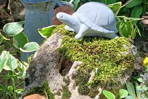 Miss Tortue