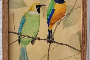 OISEAU5