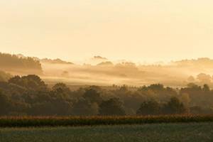 Les landes de Lanvaux