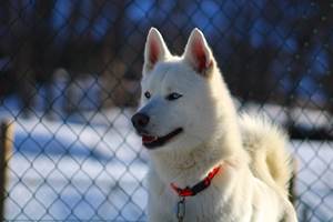 Andro - Husky - Baptême traineau/kart Iraty