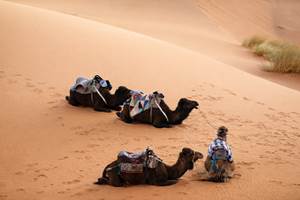 Le repos des dromadaires