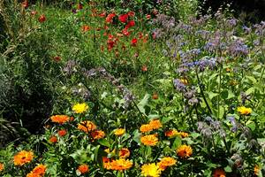 plantes médicinales Valérie Stoll naturopathe herboriste phytothérapeuthe Nantes Rennes Redon Chateaubriant