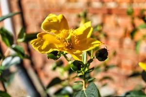 FLeur du Relais de Lou