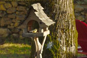 Bird nest