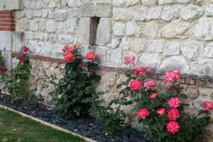 Le jardin