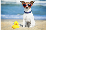 chien