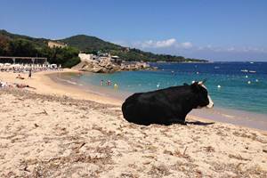 Plage Mar & Sol ... avec des habitant étonnants !