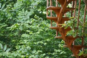 escalier qui s'enroule autour de l'arbre