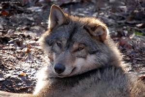 loup adulte