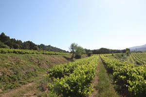 Les vignes en terrasse