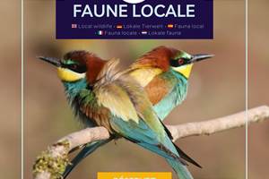 Environnement naturel riche avec faune locale, notamment le guêpier d’Europe, offrant un spectacle coloré et typique des paysages camarguais.