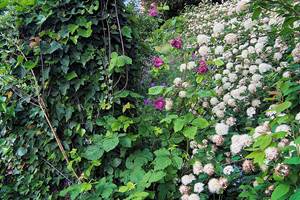 Le printemps fleurit le jardin