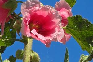 Rose trémière
