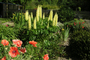 fleurs dans le parc