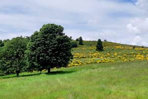 Gite-de-groupe-alsace-vosges-chalet-col-de-la-perheux-prairie