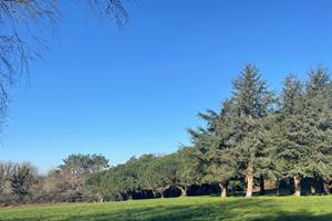 Les cèdres et le parc