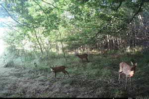 La Petite Famille de Chevreuils qui vient régulièrement à l'étang