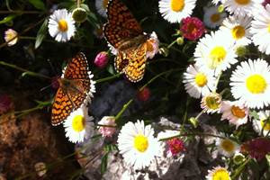 Papillons