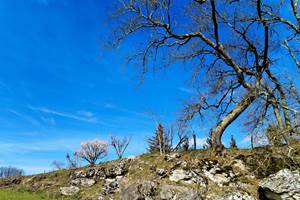 arbres nature rochers