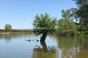 Arbre au milieu de meuse