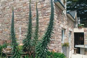 Echium au Gite Les Bruyères d'Erquy