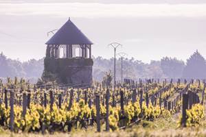 Château Sénéjac - Le Pian Médoc - Découverte propriétés