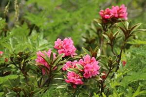 J'aime bien les rhododendrons ....