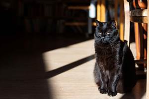 chambre-hotes-riec-sur-belon-finistere-sud-bretagne-cornouailles-bed-and-breakfast-visite-pont-aven-sentier-cotier-randonnée-jardin-centre-bourg