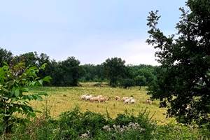 Visite des voisines - Domaine des Cyclamens