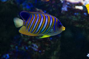 AQUARIUM DU LIMOUSIN A LIMOGES