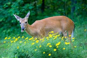 Chevreuil dans le jardin